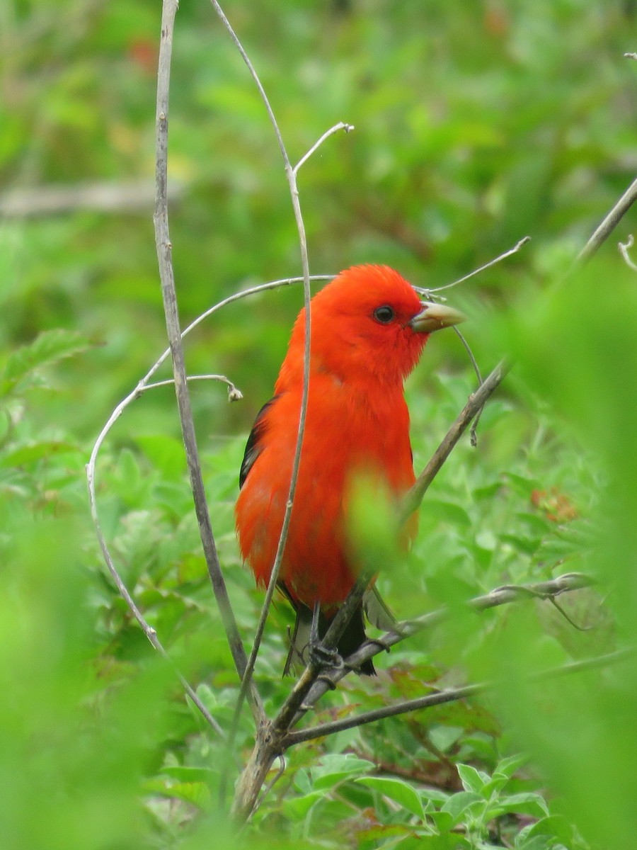 Scarlet Tanager - ML621886116