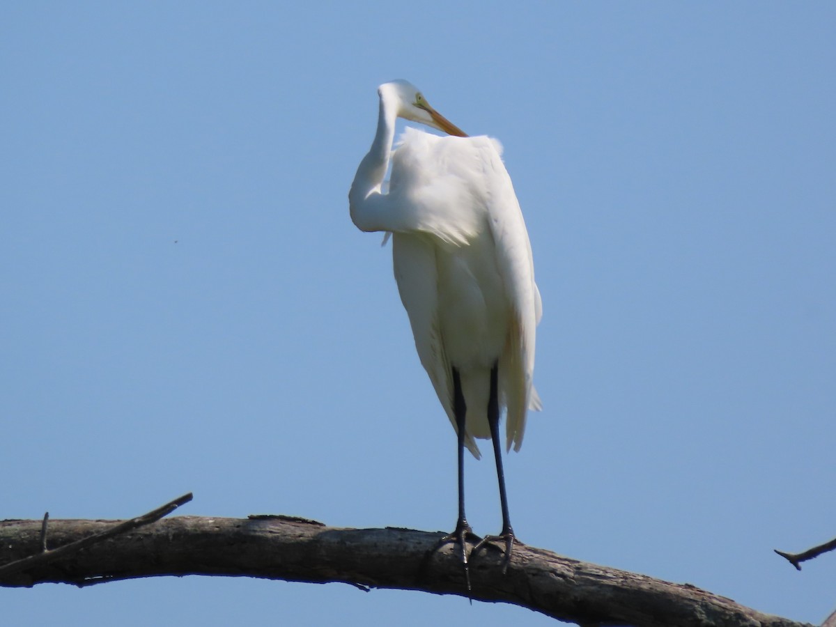 Great Egret - ML621886120