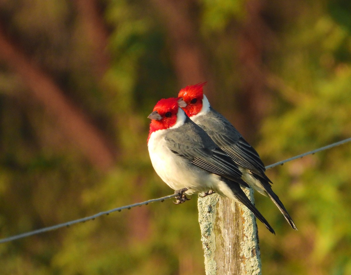 Red-crested Cardinal - ML621886123