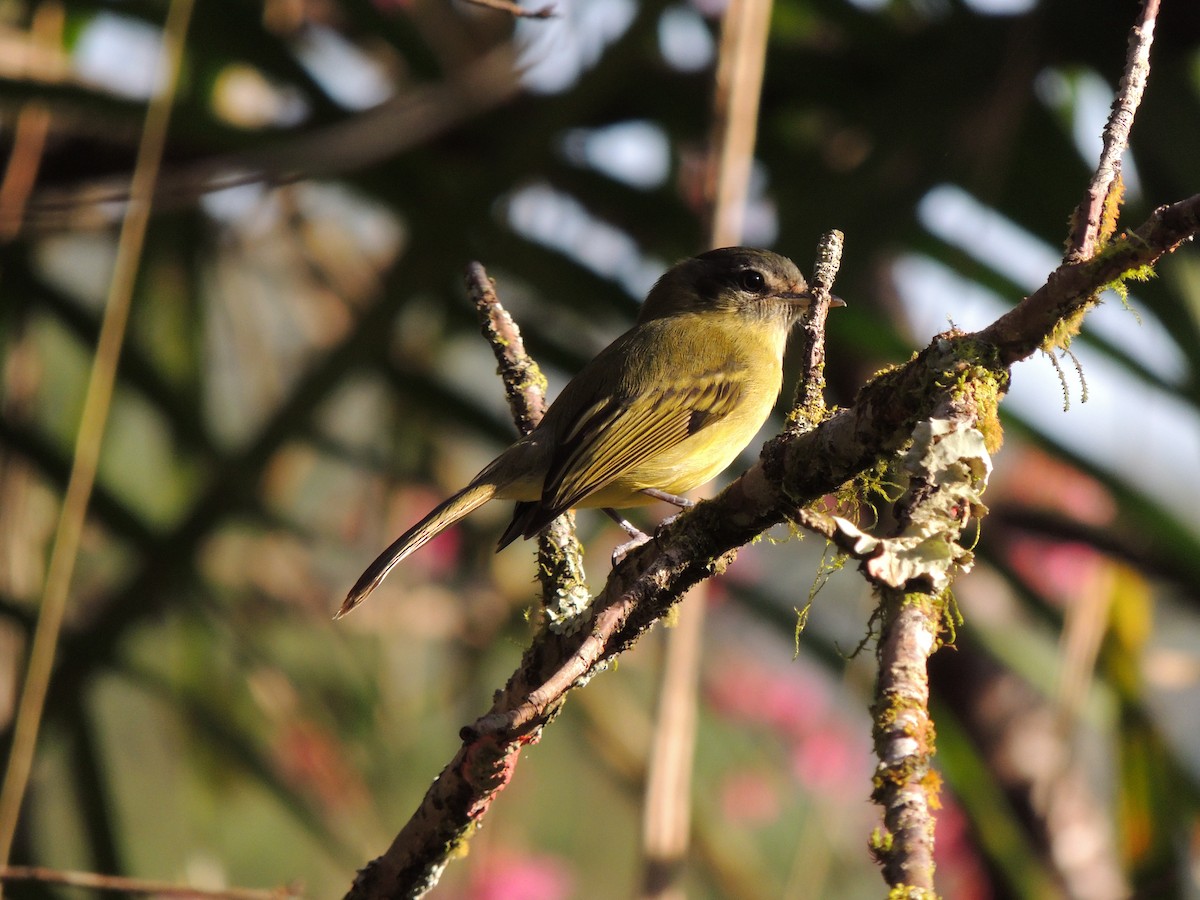 Yellow-olive Flatbill - ML621886124