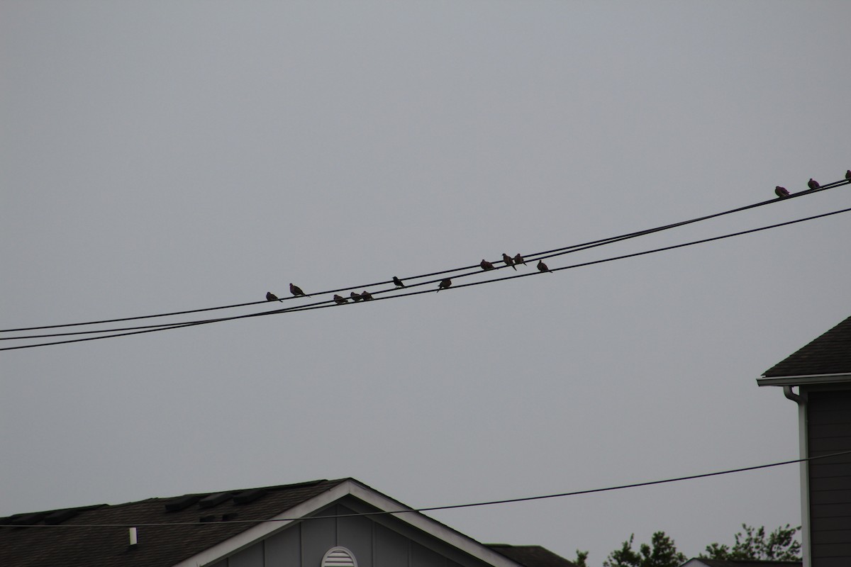 Red-winged Blackbird - ML621886128