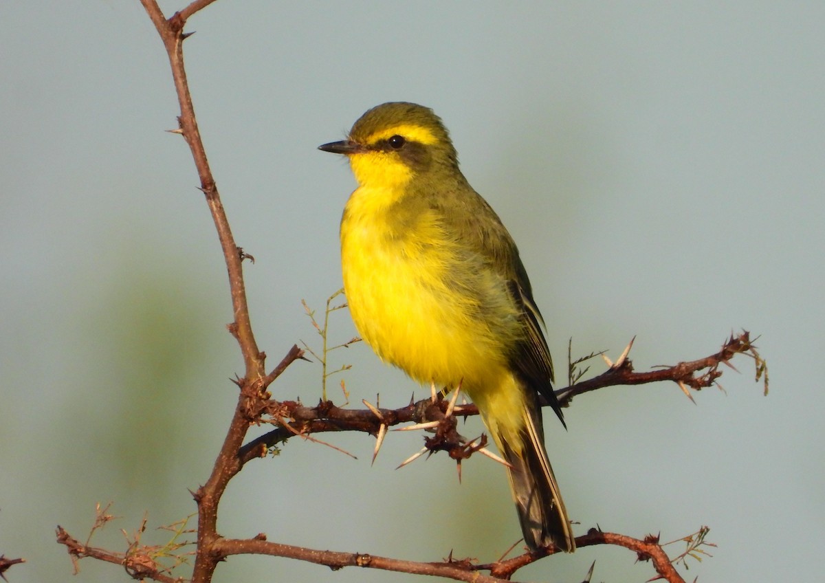 Yellow-browed Tyrant - ML621886130