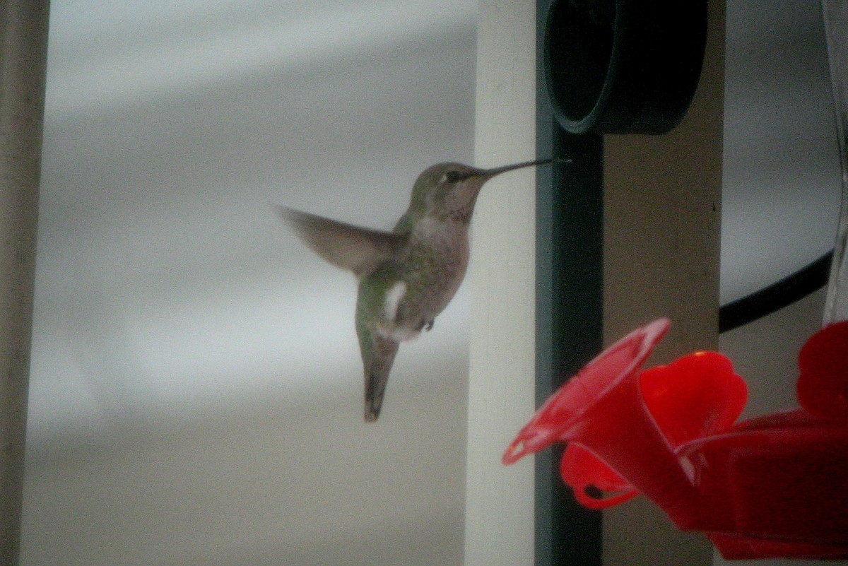 Anna's Hummingbird - ML621886135