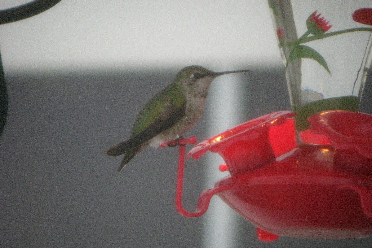Anna's Hummingbird - ML621886137