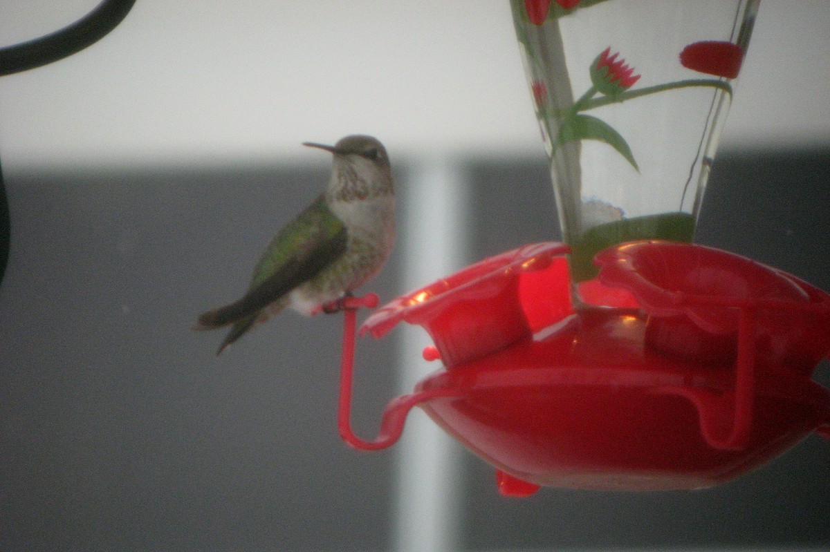 Anna's Hummingbird - ML621886138