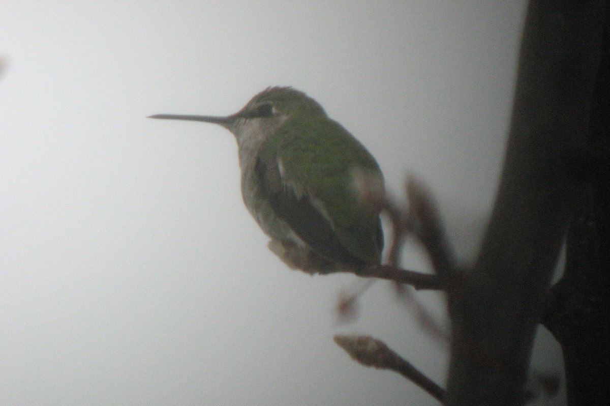 Anna's Hummingbird - ML621886139