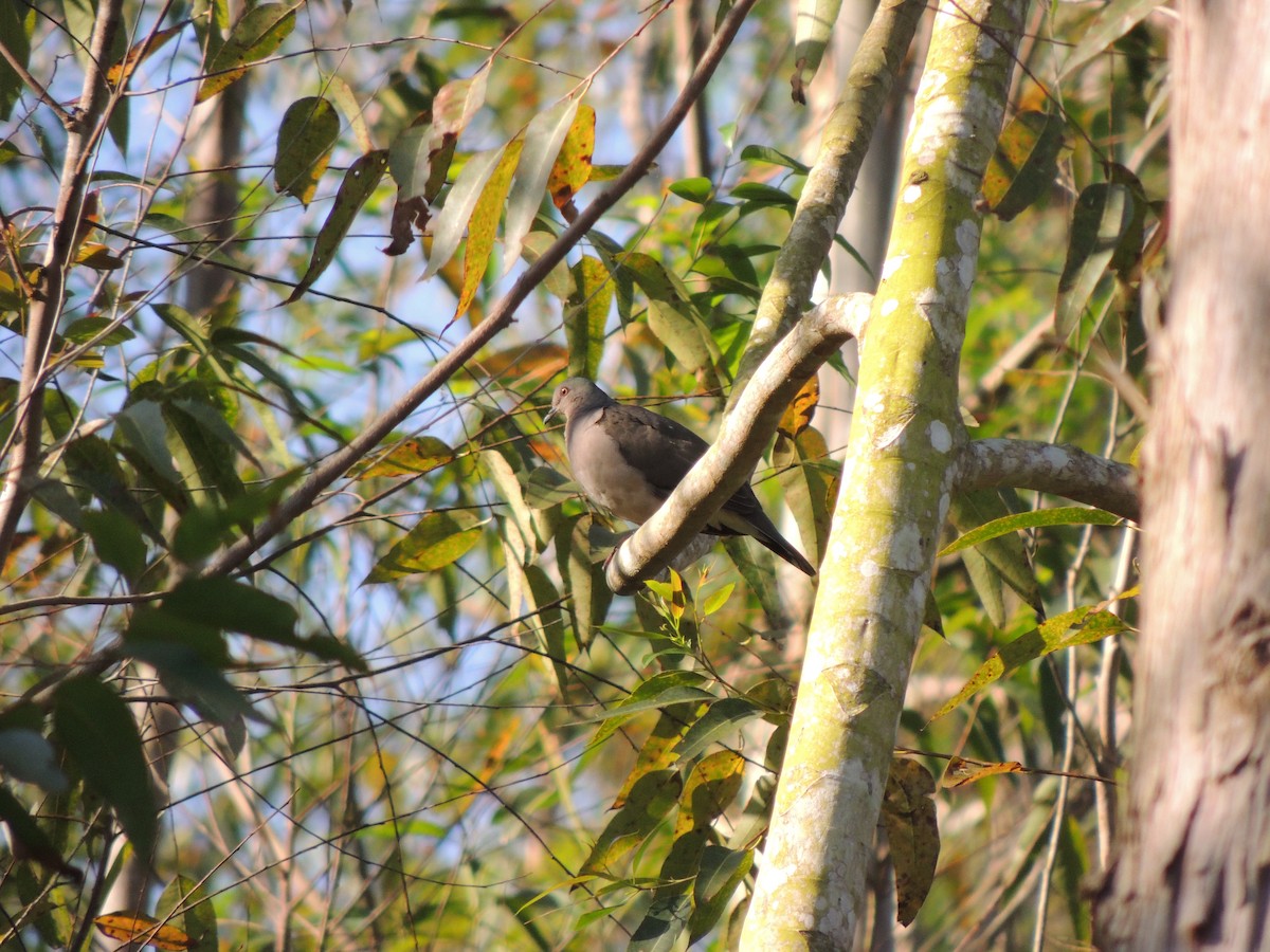 White-tipped Dove - ML621886142