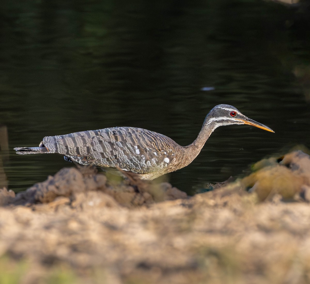 Sunbittern - Katia Oliveira