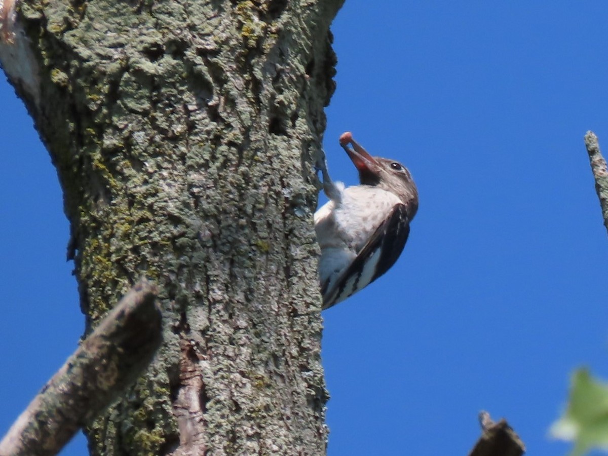 Red-headed Woodpecker - ML621886146