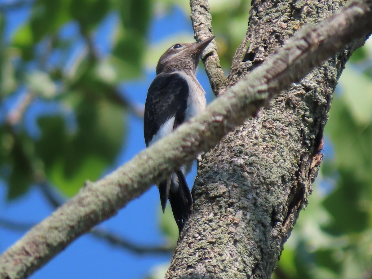 Red-headed Woodpecker - ML621886148