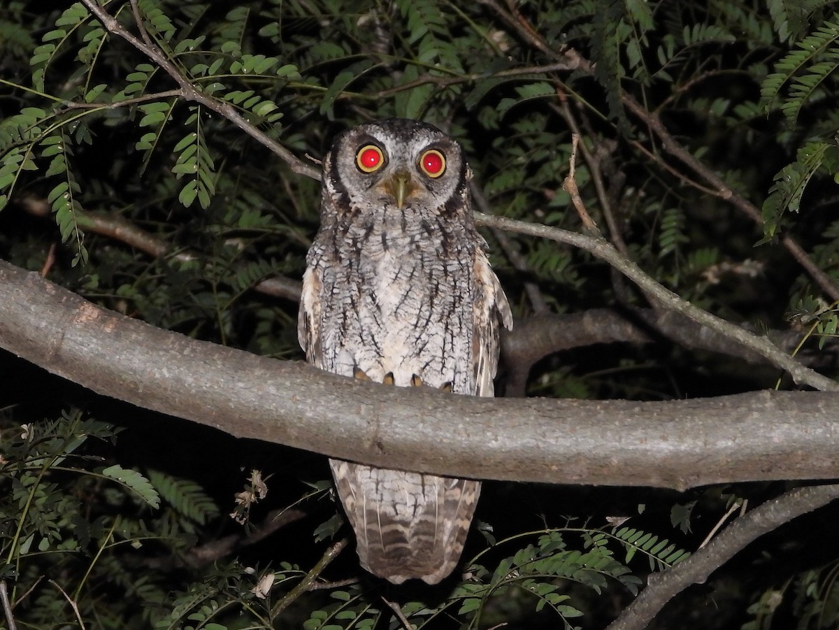 Tropical Screech-Owl - ML621886151