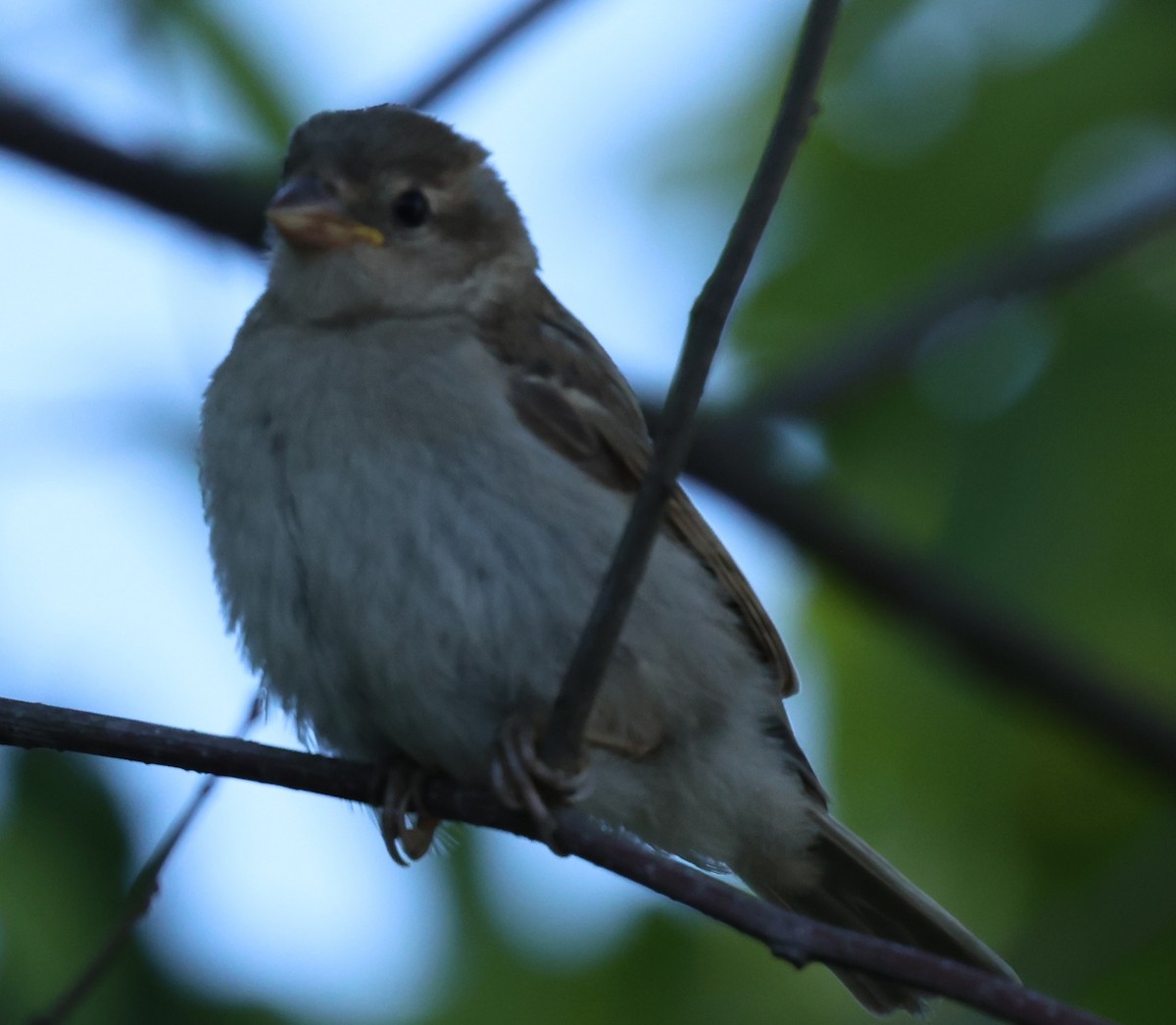 Kızıl Gözlü Vireo - ML621886153