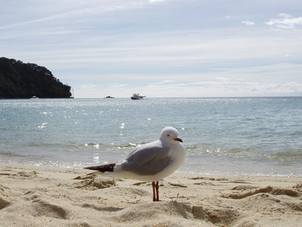 Silver Gull - ML621886156