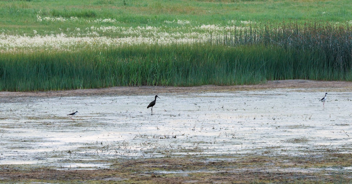 White-faced Ibis - ML621886160