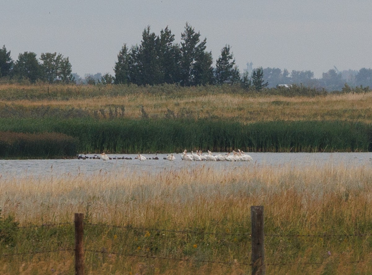 American White Pelican - J Smith