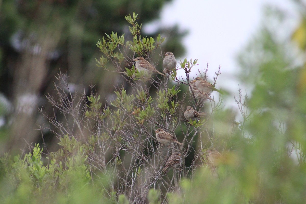 House Sparrow - ML621886165