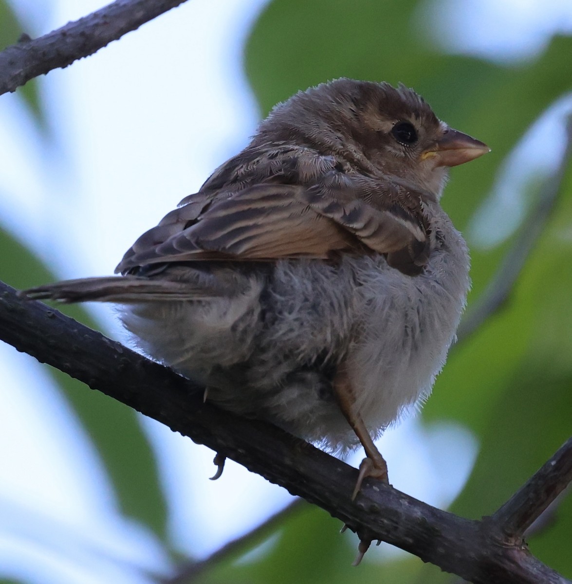 House Sparrow - burton balkind