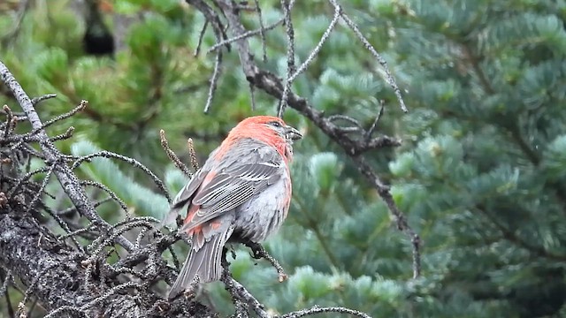 Pine Grosbeak - ML621886170