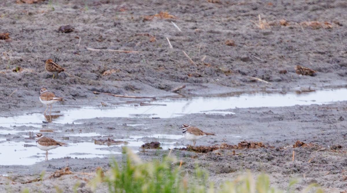 Wilson's Snipe - ML621886173