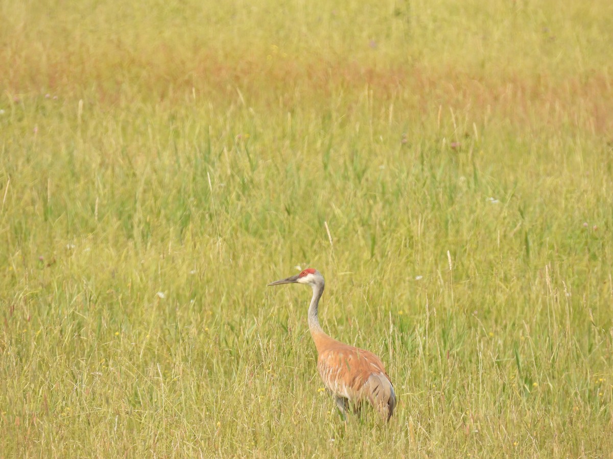 Sandhill Crane - ML621886176