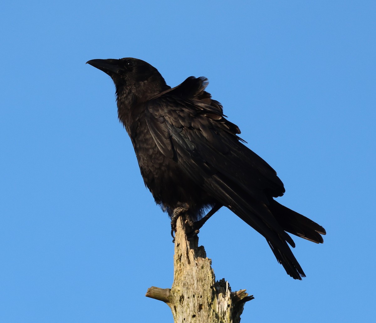 American Crow - ML621886177