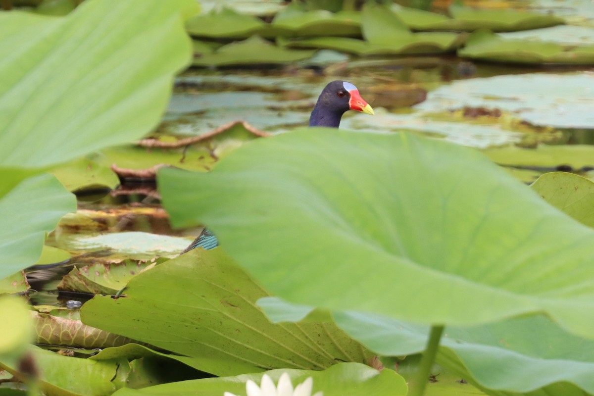 Purple Gallinule - Wayne Patterson