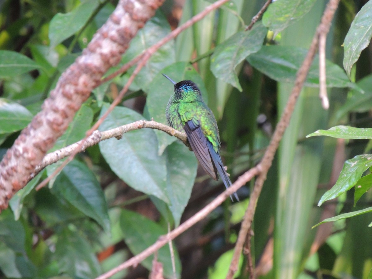 Violet-capped Woodnymph - ML621886188