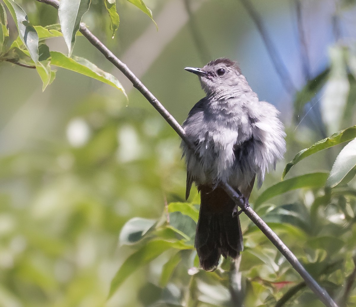 Gray Catbird - ML621886190