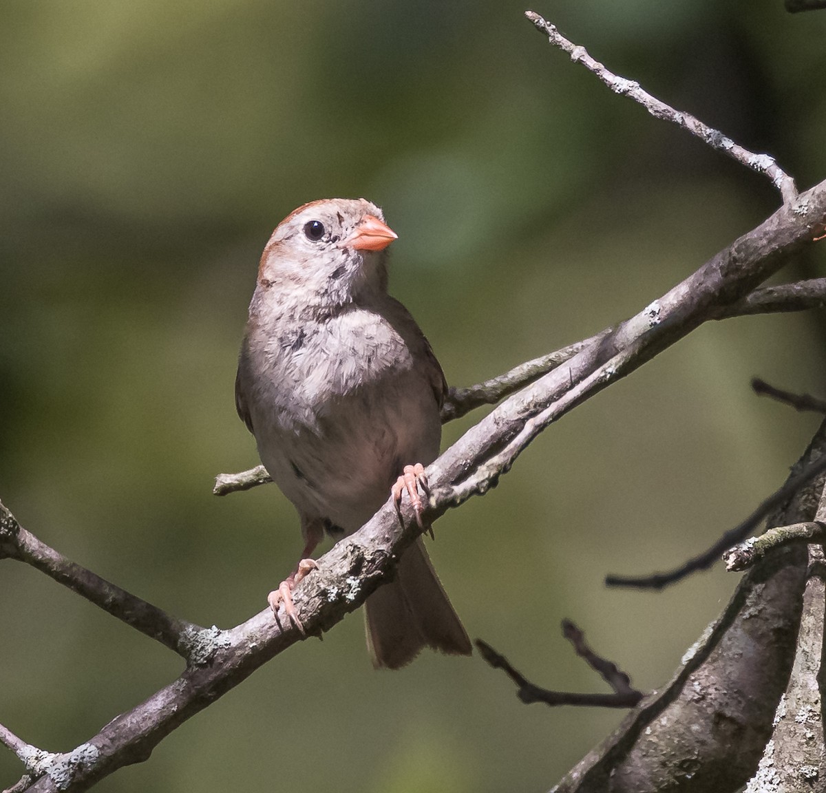 Field Sparrow - ML621886199