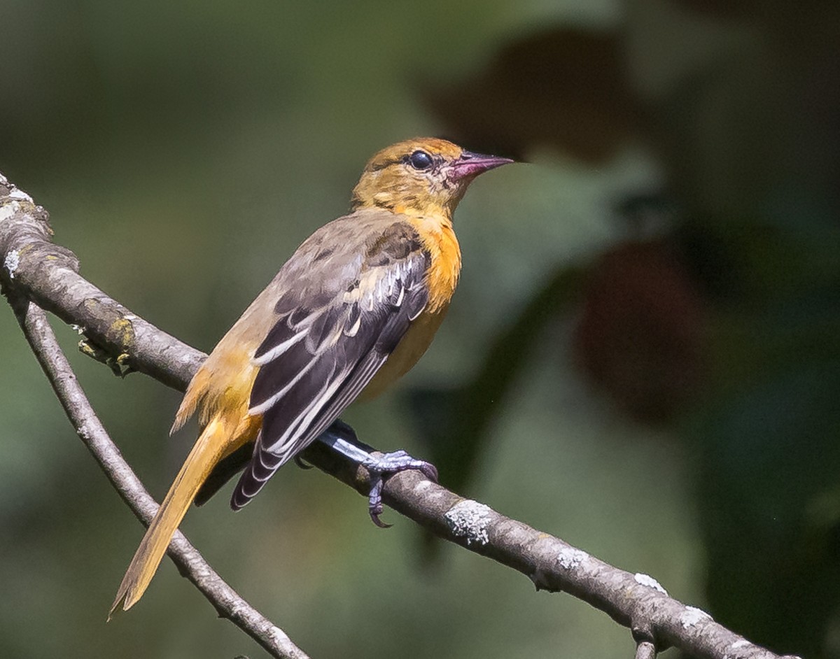 Oriole de Baltimore - ML621886203