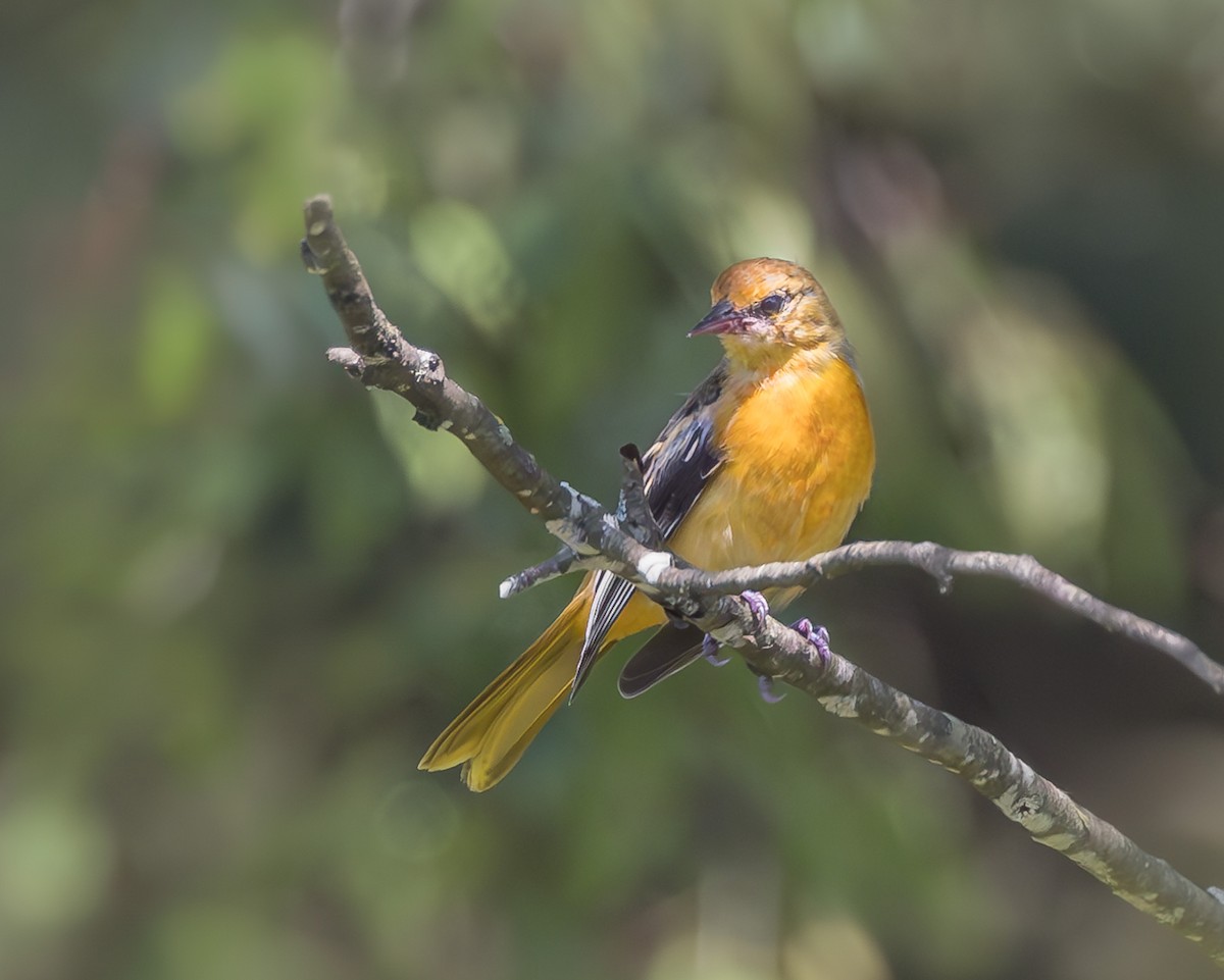 Oriole de Baltimore - ML621886204