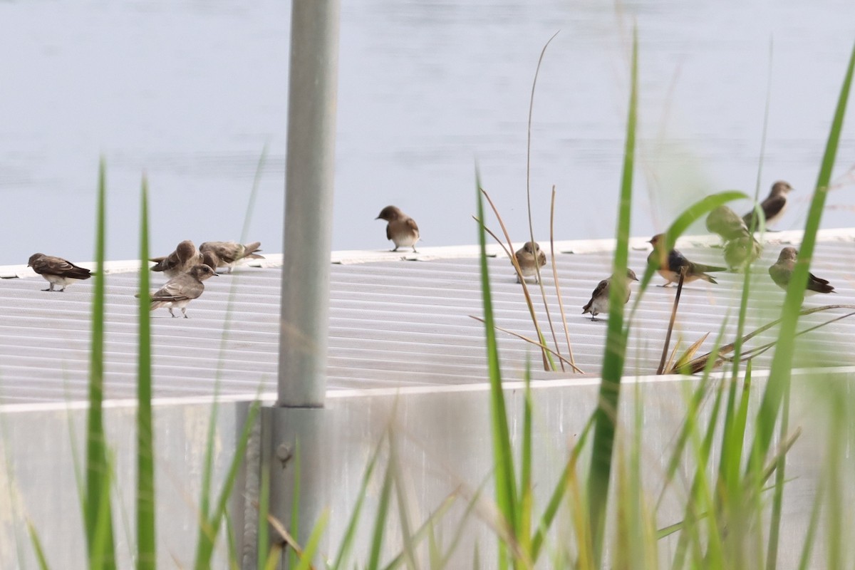 Northern Rough-winged Swallow - ML621886206