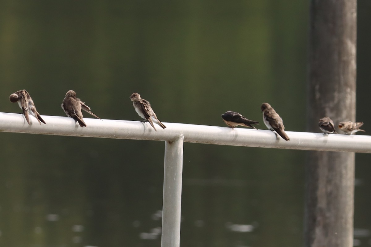 Northern Rough-winged Swallow - ML621886207