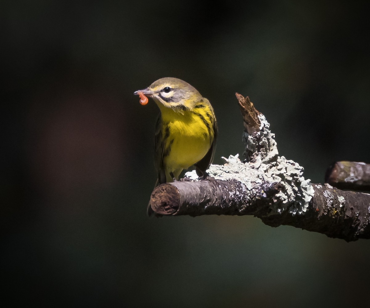 Prairie Warbler - ML621886208