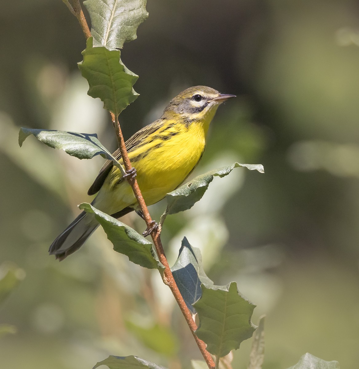 Prairie Warbler - ML621886210