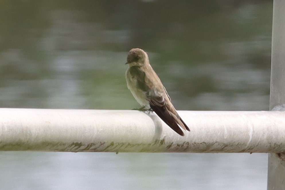 Northern Rough-winged Swallow - ML621886211