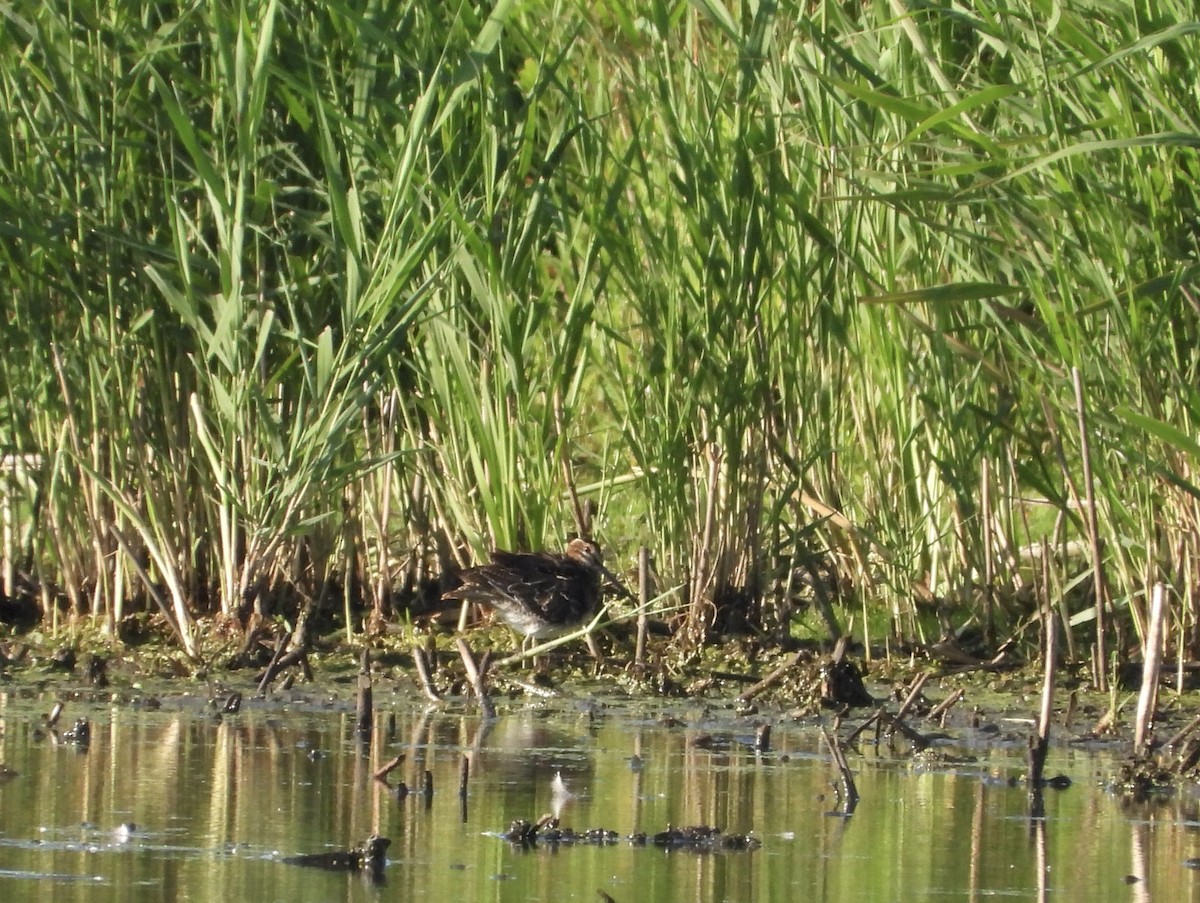 Wilson's Snipe - ML621886213