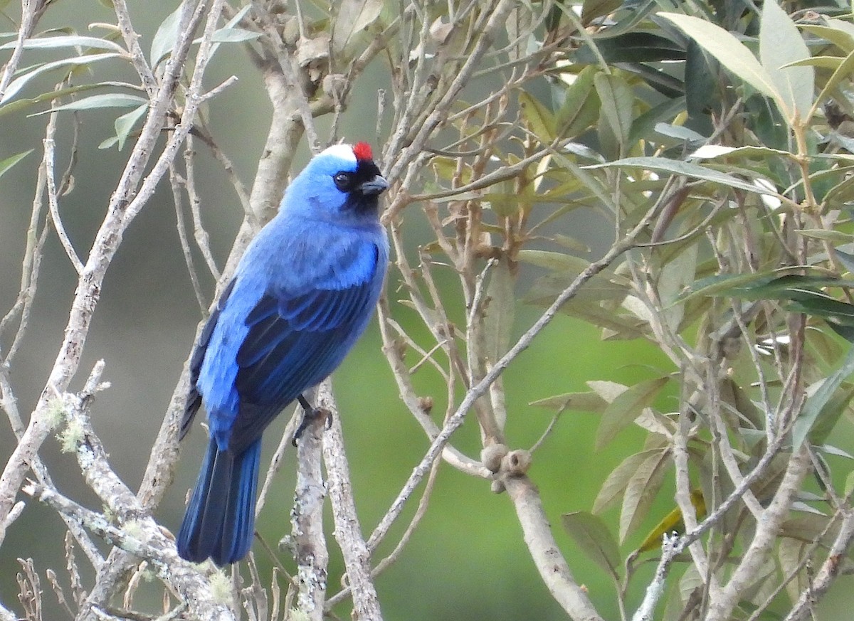 Diademed Tanager - Horacio Matarasso /  Buenos Días Birding