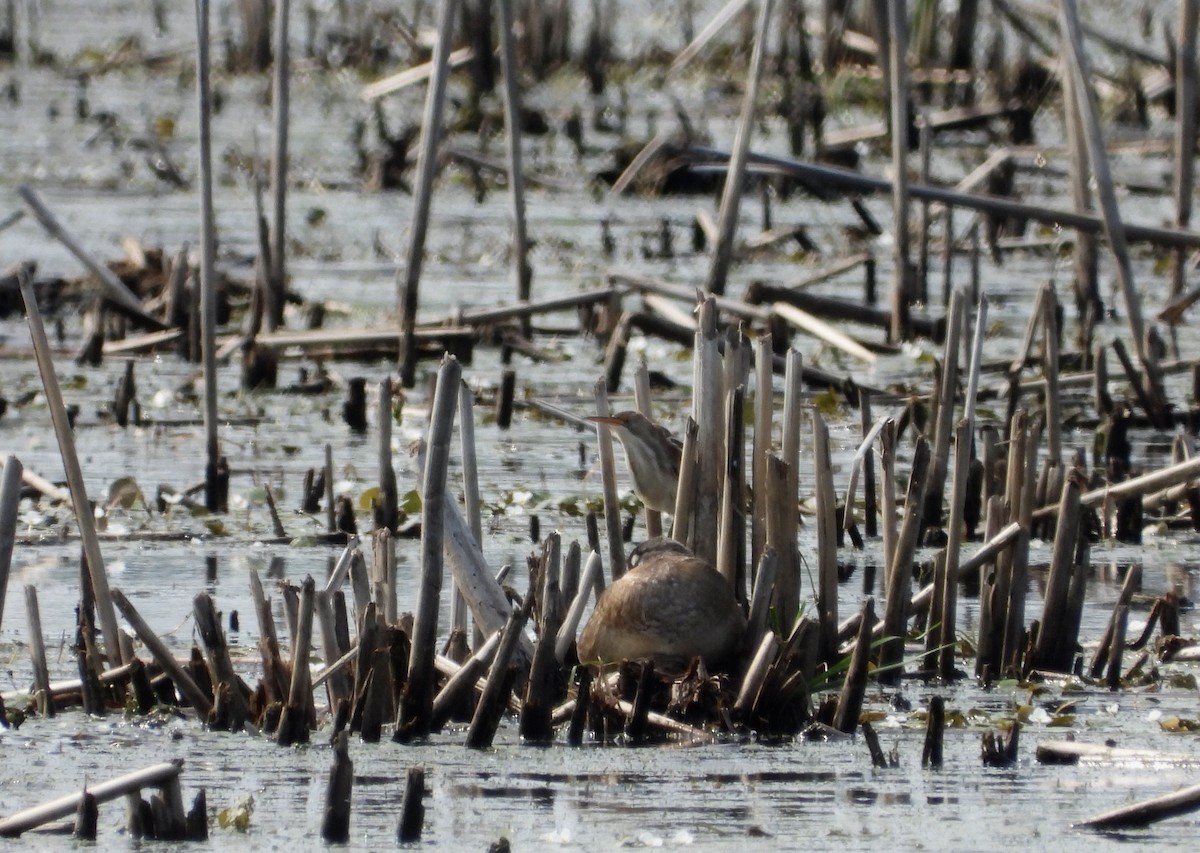 Least Bittern - ML621886215