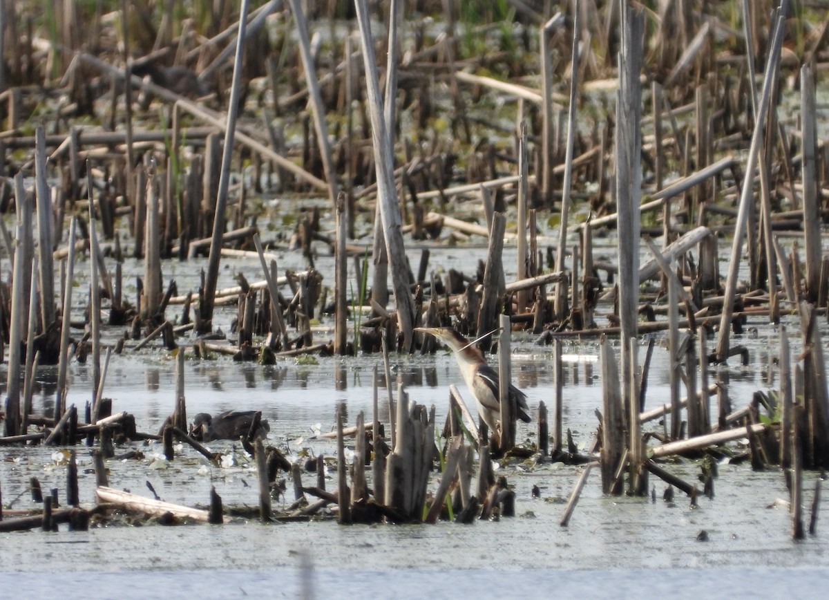 Least Bittern - ML621886216