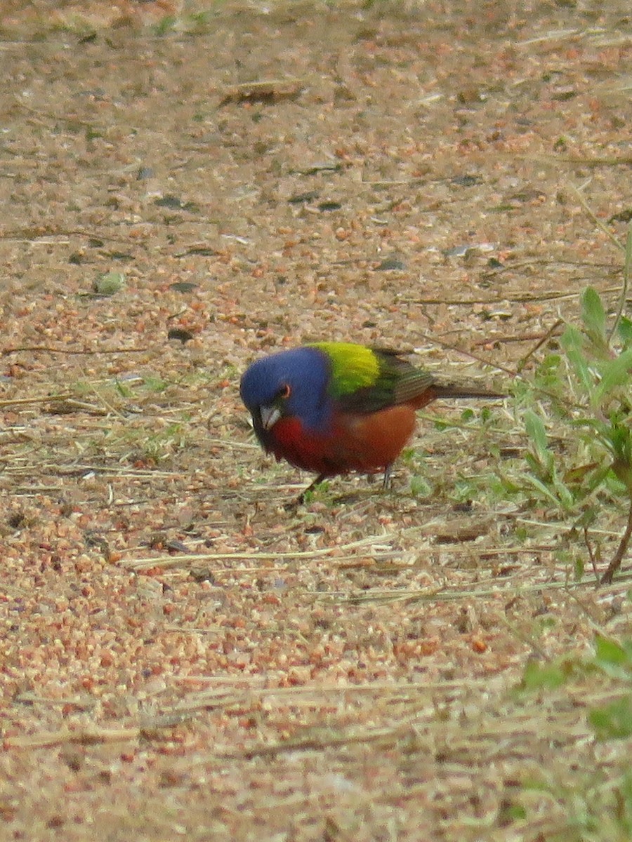 Painted Bunting - ML621886217