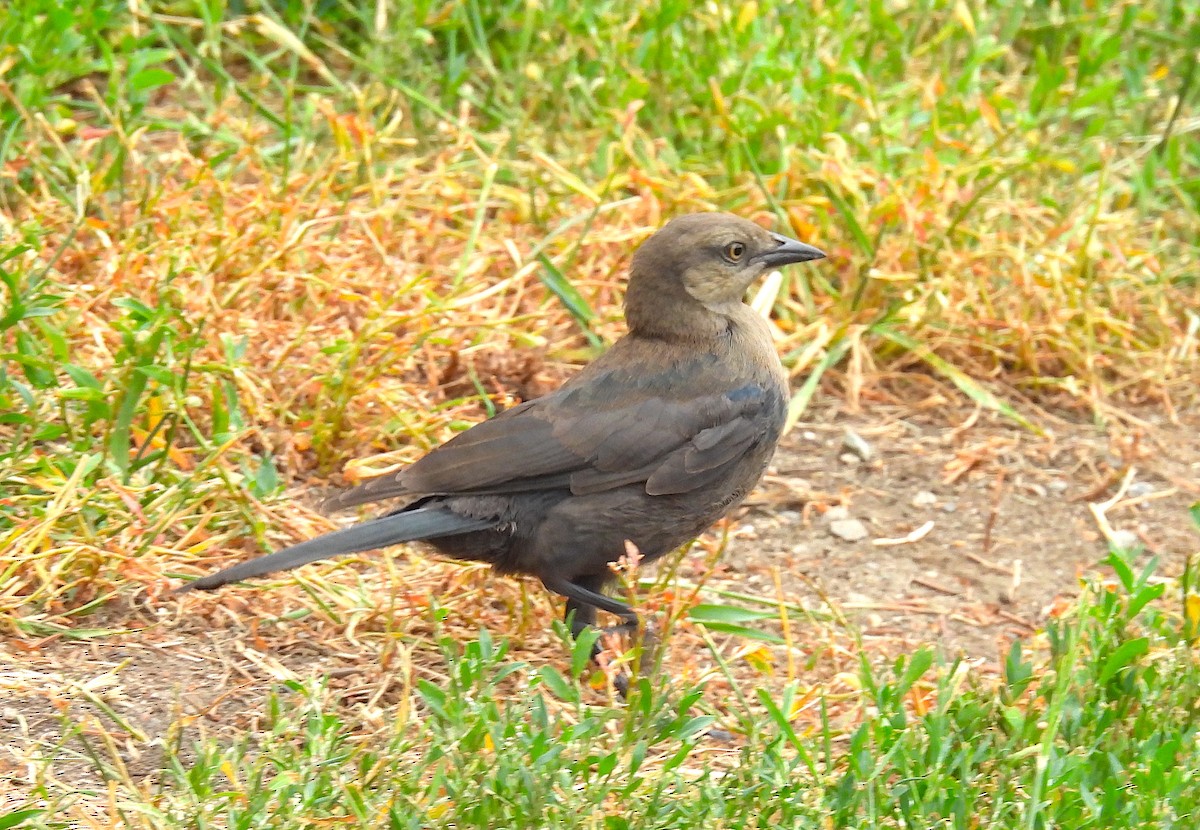 Brewer's Blackbird - ML621886218