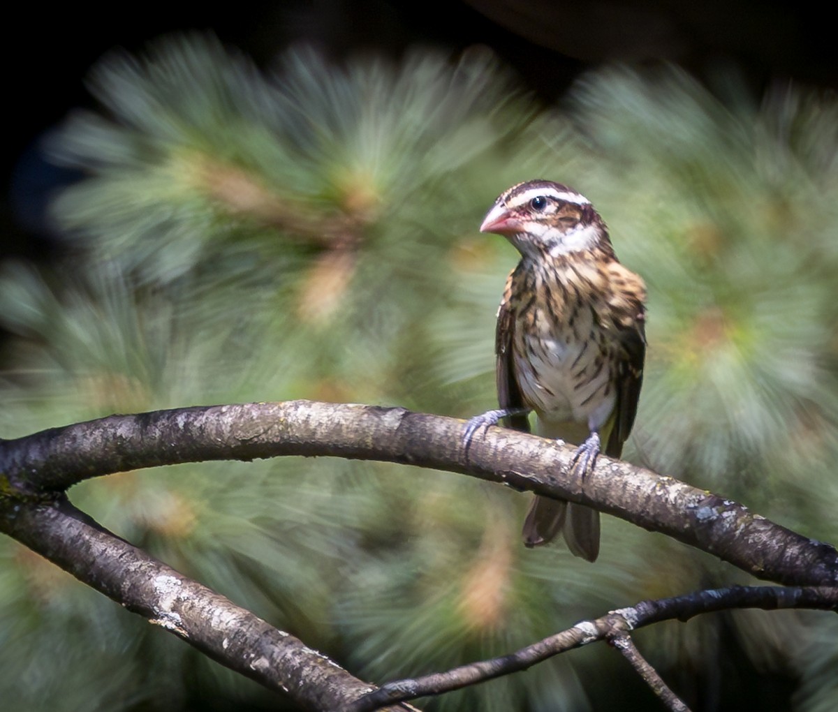 Rose-breasted Grosbeak - ML621886219