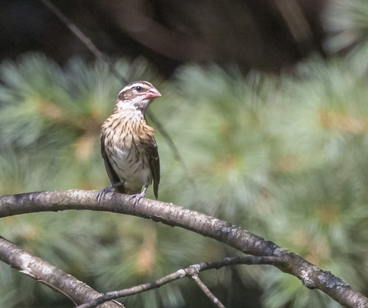 Rose-breasted Grosbeak - ML621886220