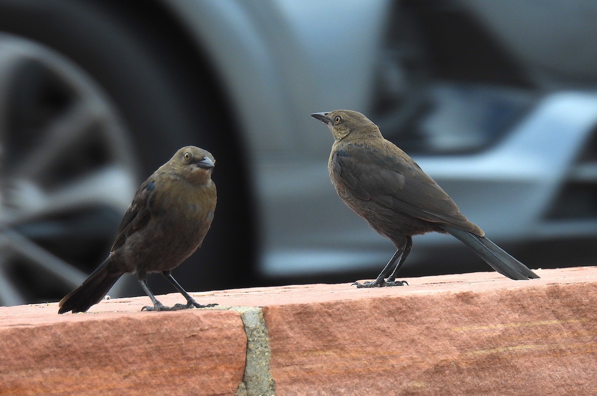 Brewer's Blackbird - ML621886221