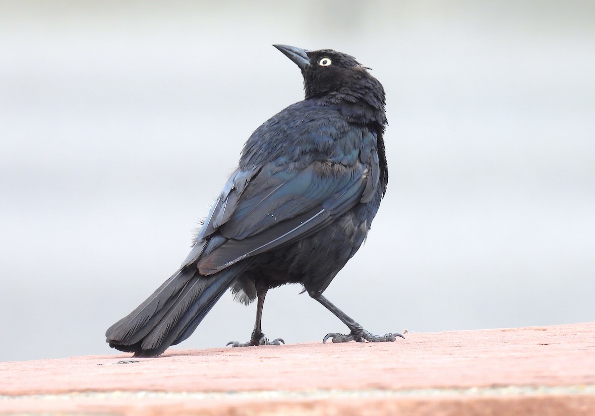 Brewer's Blackbird - Ted Floyd