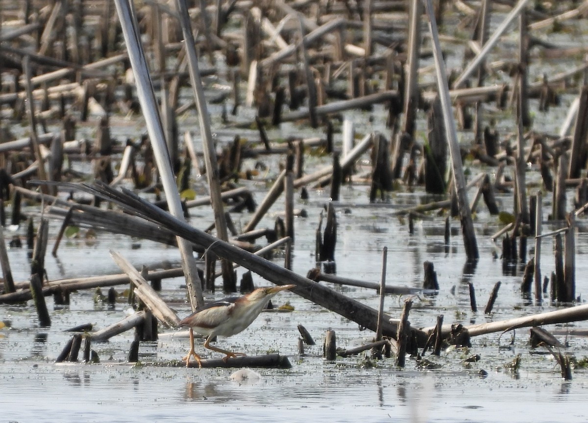 Least Bittern - ML621886225