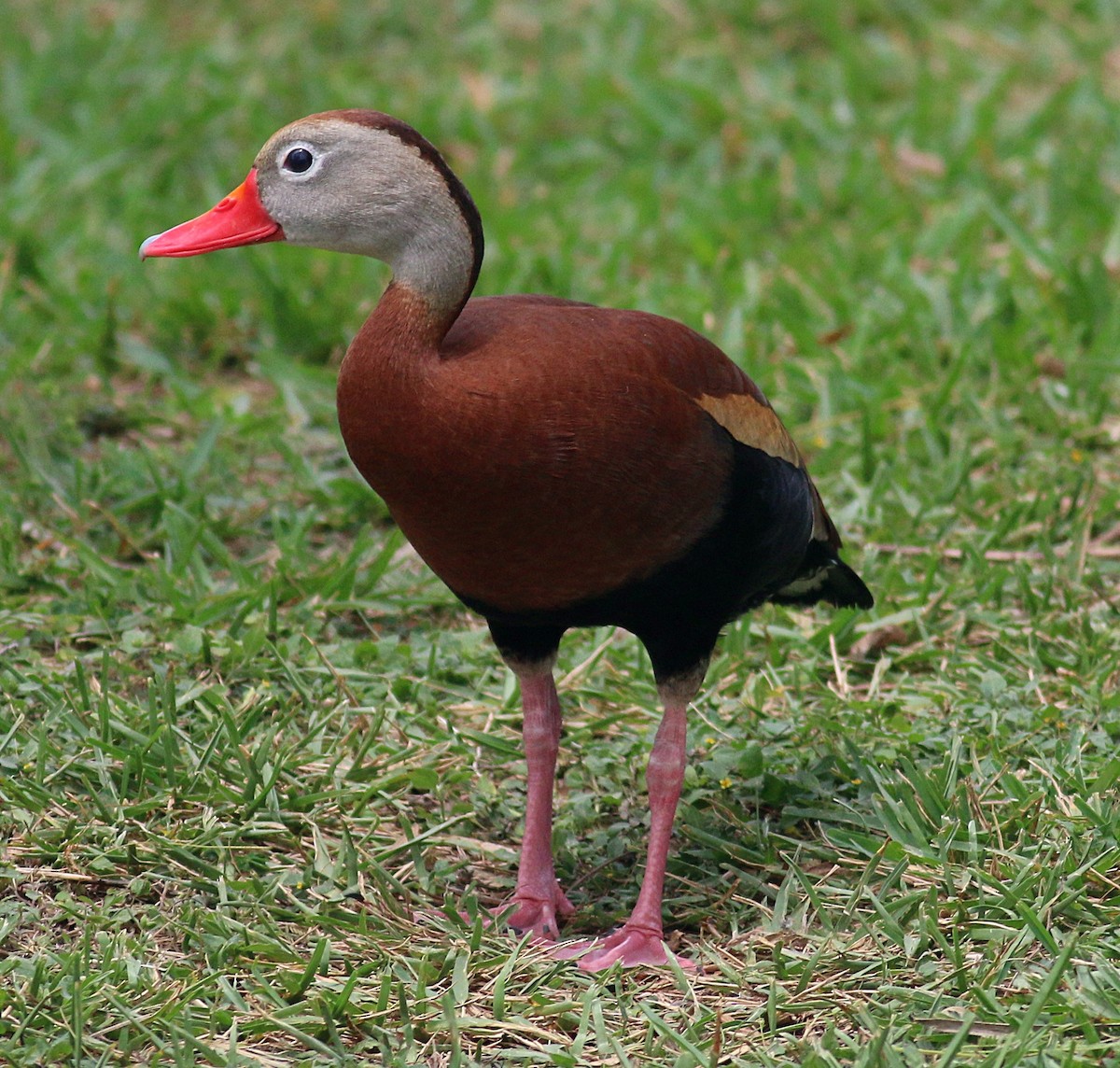 Black-bellied Whistling-Duck - ML621886228