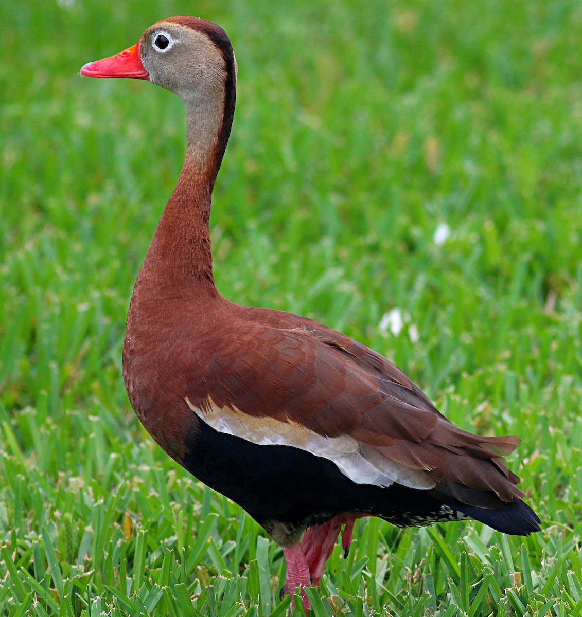 Black-bellied Whistling-Duck - ML621886230