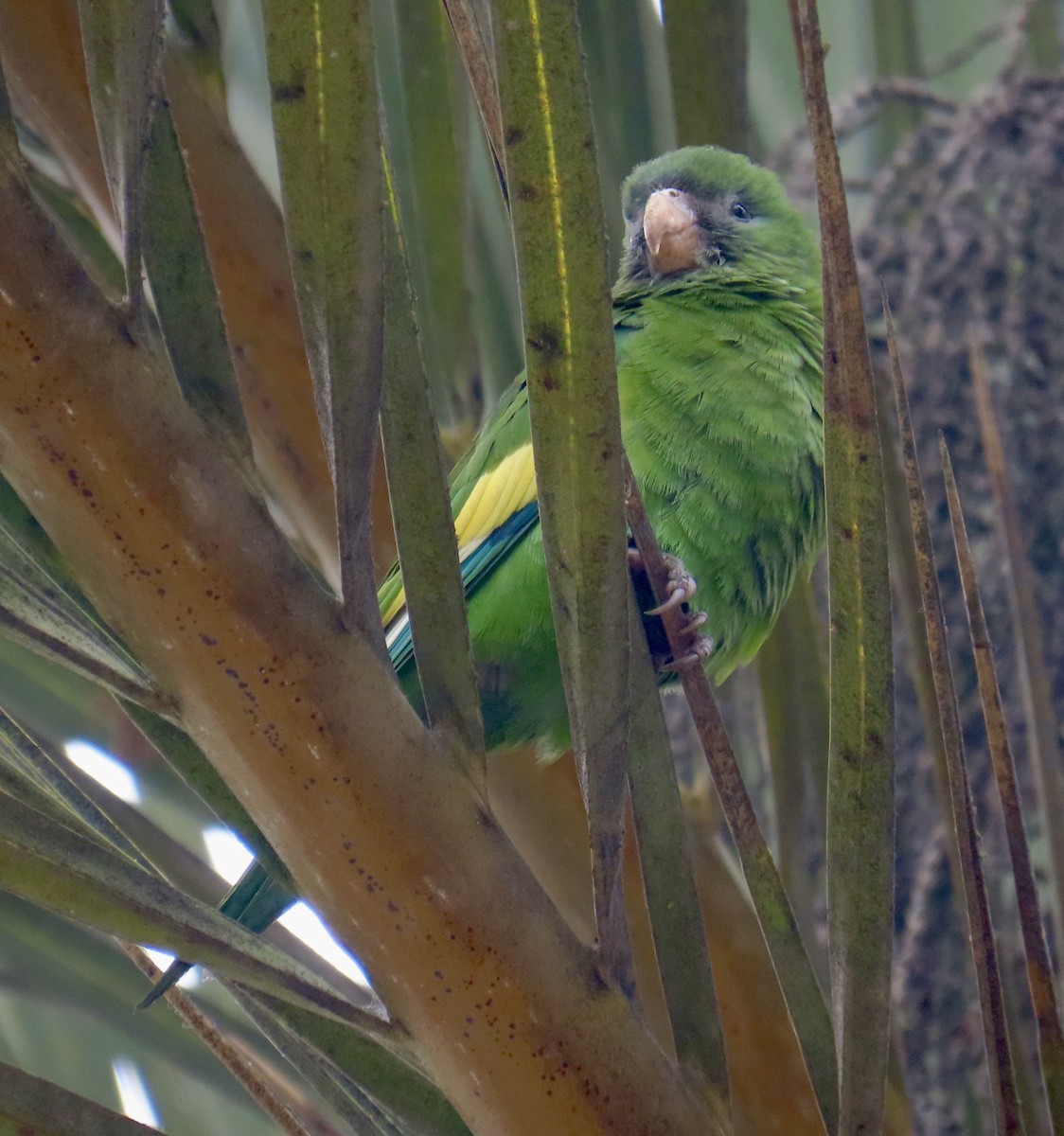 White-winged Parakeet - ML621886234